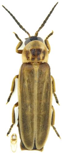 Photinus signaticollis